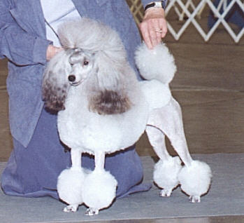 akc miniature poodle